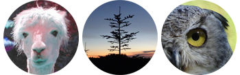llama, tree, owl